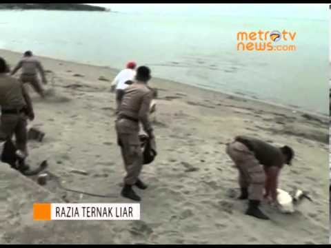 Petugas Jatuh Bangun Kejar Ternak Liar
