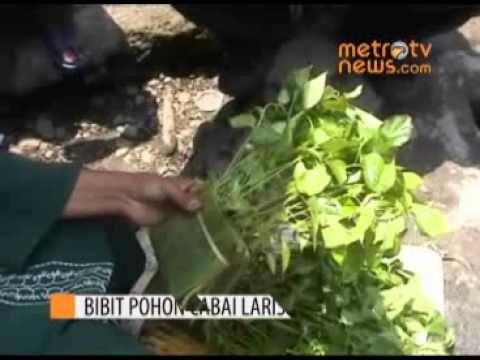 Harga Cabai Mahal, Bibit Cabai Laris