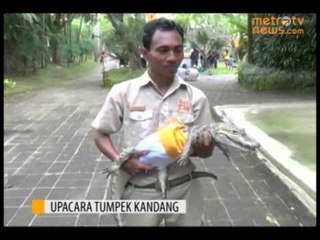 Bali Zoo Gelar Upacara Tumpek Kandang