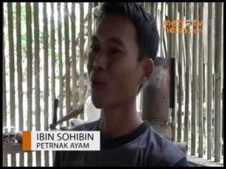 Akibat Banjir Peternak Ayam Rugi Rp7 M Perhari