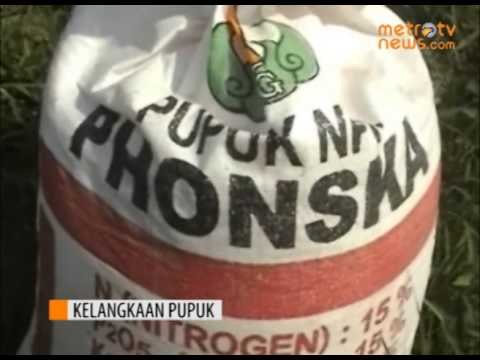 Petani Tuban Resah akibat Pupuk Langka dan Mahal
