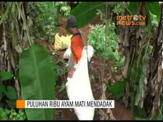 Puluhan Ribu Ayam Petelur Mati Mendadak