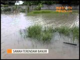 Ratusan Hektar Sawah di Cirebon Terendam Banjir