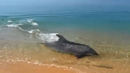 Un dauphin chasse le long des plages !