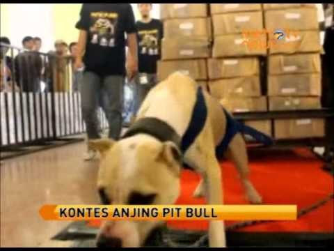 Anjing Pit Bull Tarik Beban Satu Ton