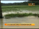 2 616 Hektar Sawah di Pandeglang Terendam Banjir