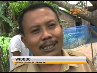 Ribuan Itik di Sragen Mati Mendadak