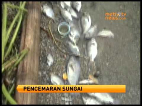 Ribuan Ikan Di Sungai Jurigi Mati Tiba Tiba