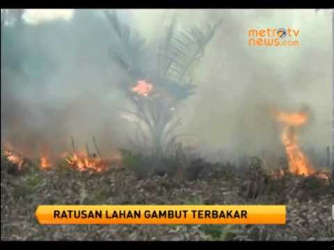 Ratusan Hektare Lahan Gambut Terbakar di Pelalawan