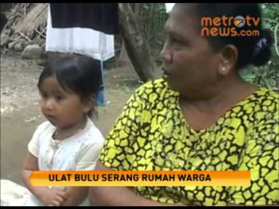 Ulat Bulu Serang Sidoarjo