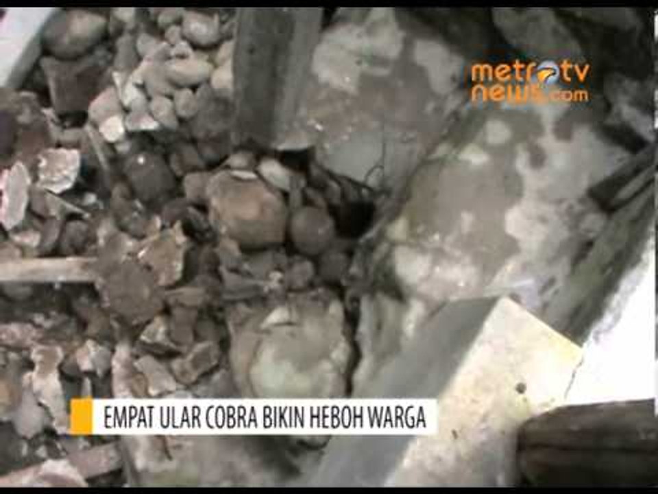 Empat Ular Kobra Hebohkan Warga Parepare