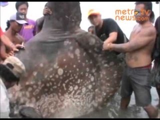 Ikan Raksasa Terdampar di Perairan Teluk Palu