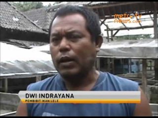 Dampak Abu Vulkanik Puluhan Ribu Bibit Ikan Mati