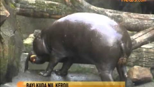 Kuda Nil Kerdil Tsi Prigen Melahirkan Video Dailymotion