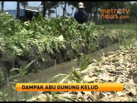 Puluhan Hektar Tanaman Sayur di Nganjuk Rusak Parah