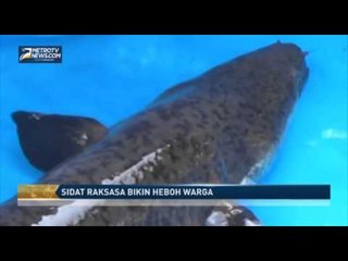 Sidat Raksasa Bikin Heboh Warga