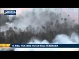 10 Ribu Hektare Hutan Riau Terbakar
