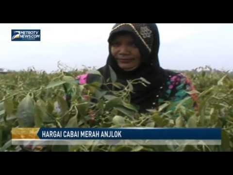 Harga Cabai Merah Anjlok