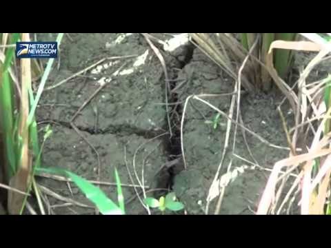 Petani Rembang Terancam Gagal Panen Akibat Kekeringan