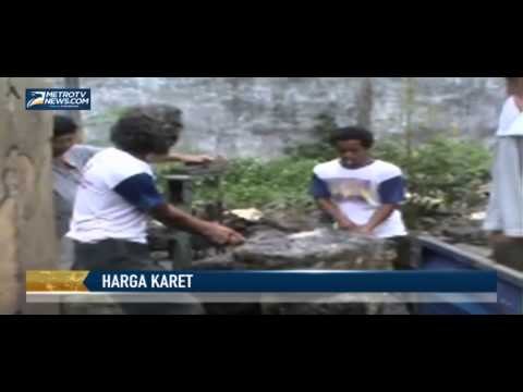 Imbas Pileg, Harga Karet Mulai Merangkak Naik