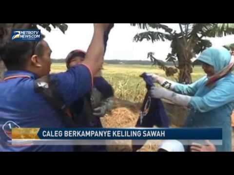 Caleg Petani Partai NasDem Berkampanye Keliling Sawah