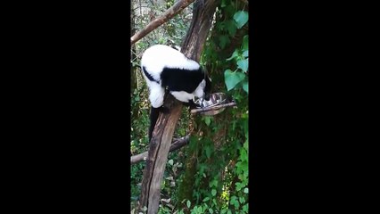 Lémuriens au zoo de Mescoules
