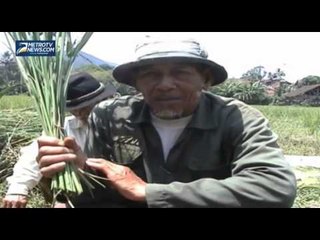 Petani Sumedang Gagal Panen Akibat Hama Burung Pipit