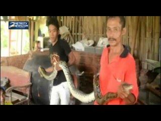Kerap Memangsa Ternak, Ular Piton Ditangkap Warga