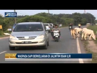 Waspada Sapi Berkeliaran di Jalintim Ogan Ilir