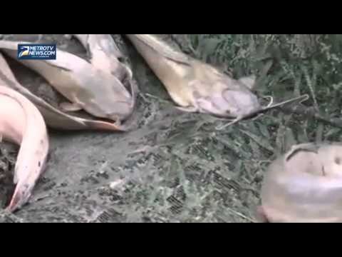 Masyarakat Adat Panen 10 000 Ekor Ikan Lele