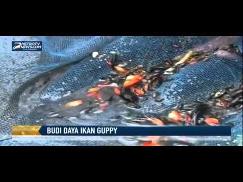Budi Daya Ikan Hias Air Tawar Jenis Guppy