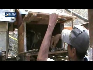 Petani Kembangbiakan Burung Hantu untuk Basmi Tikus