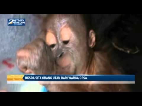 BKSDA Sita Orang Utan dari Warga Desa