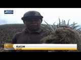 Petani Lereng Gunung Slamet Keluhkan Harga Sayur Anjlok