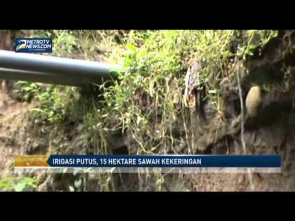 Irigasi Putus, 15 Hektare Sawah Kekeringan