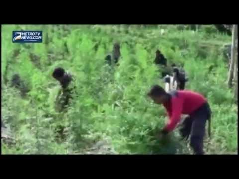 20 hektar Ladang Ganja Siap Panen Dimusnahkan