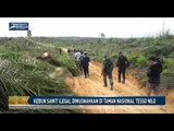 Kebun Sawit Ilegal Dimusnahkan di Taman Nasional Tesso Nilo