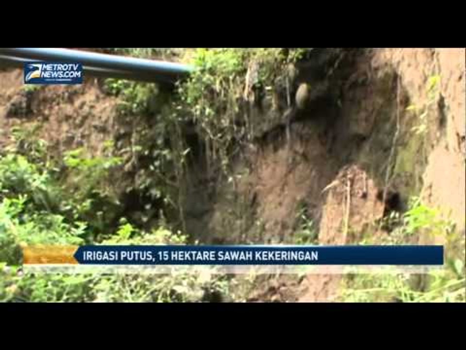 Irigasi Putus, 15 Hektare Sawah Kekeringan