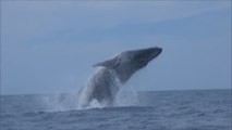 La ballena jorobada llega a México para deslumbrar con sus acrobacias