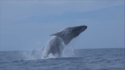 La ballena jorobada llega a México para deslumbrar con sus acrobacias