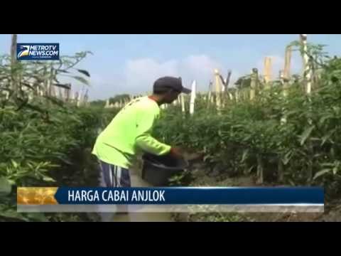 Harga Cabai Anjlok, Petani Merugi