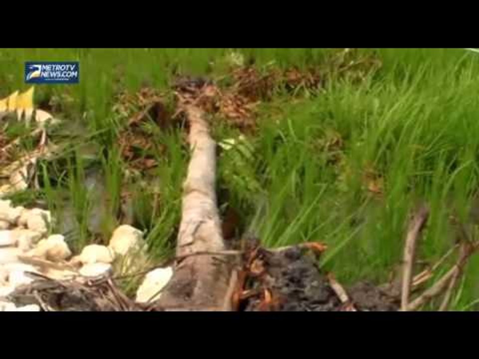 Tanaman Padi Rusak Akibat Proyek GOR, Warga Tuntut Ganti Rugi
