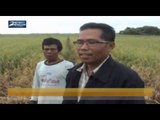 Hama Wereng Rusak Ratusan Hektar Tanaman Padi di Brebes