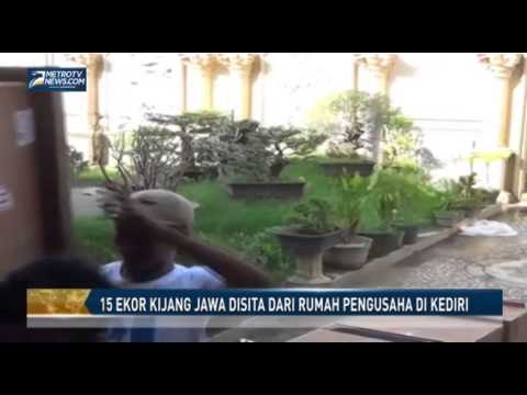 15 Ekor Kijang Jawa Disita dari Rumah Pengusaha di Kediri