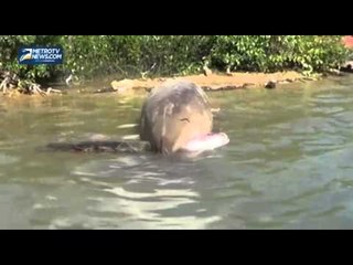 Ikan Duyung Mati Terdampar di Pantai Gresik Putih