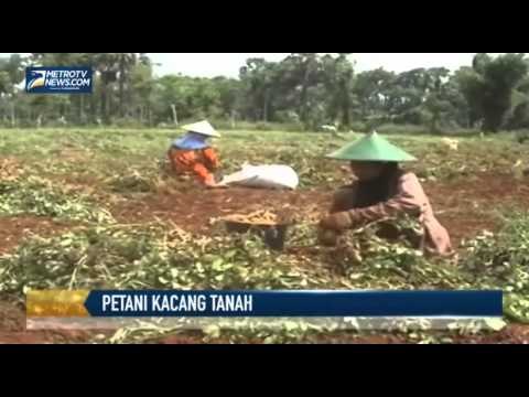 Cuaca Membaik, Petani Kacang Tanah di Tuban Raup Untung