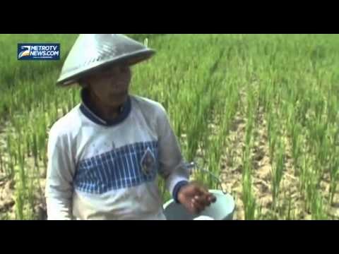 Pupuk Langka, Petani di Brebes Resah