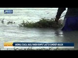 Anomali Cuaca, Hasil Panen Rumput Laut di Sumenep Anjlok