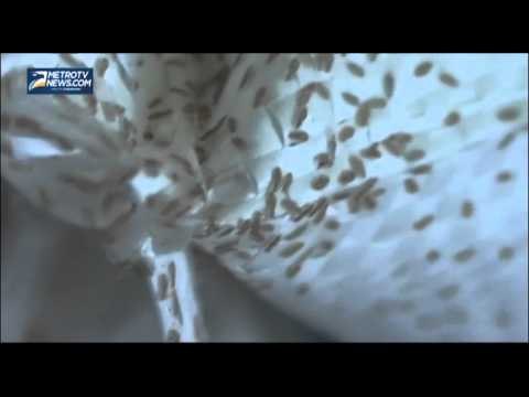 Kutu Beras Serang Raskin di Gudang Bulog