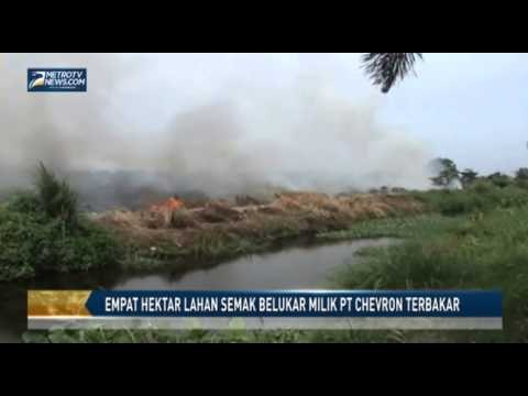 Empat Hektar Lahan Semak Belukar Milik PT Chevron Terbakar